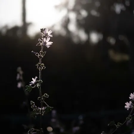 Quinta Do Mar - Country & Sea Village Vakantiepark Luz