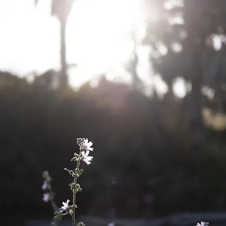 Quinta Do Mar - Country & Sea Village Vakantiepark 3*