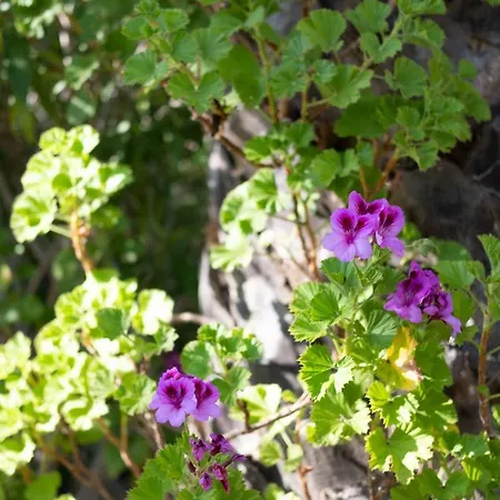 Quinta Do Mar - Country&sea Village