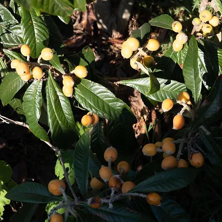 Quinta Do Mar - Country&sea Village 3* Luz